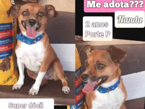 Cachorro raça SRD-ViraLata idade 2 anos nome Nanda