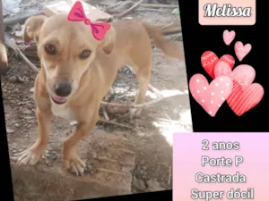 Cachorro raça SRD-ViraLata idade 2 anos nome Melissa 