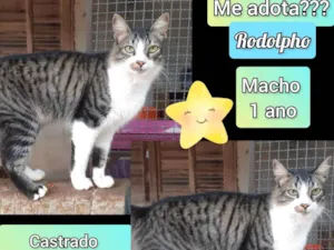 Gato raça SRD-ViraLata idade 1 ano nome Rodolfo