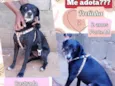 Pretinha
