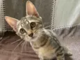 CATA