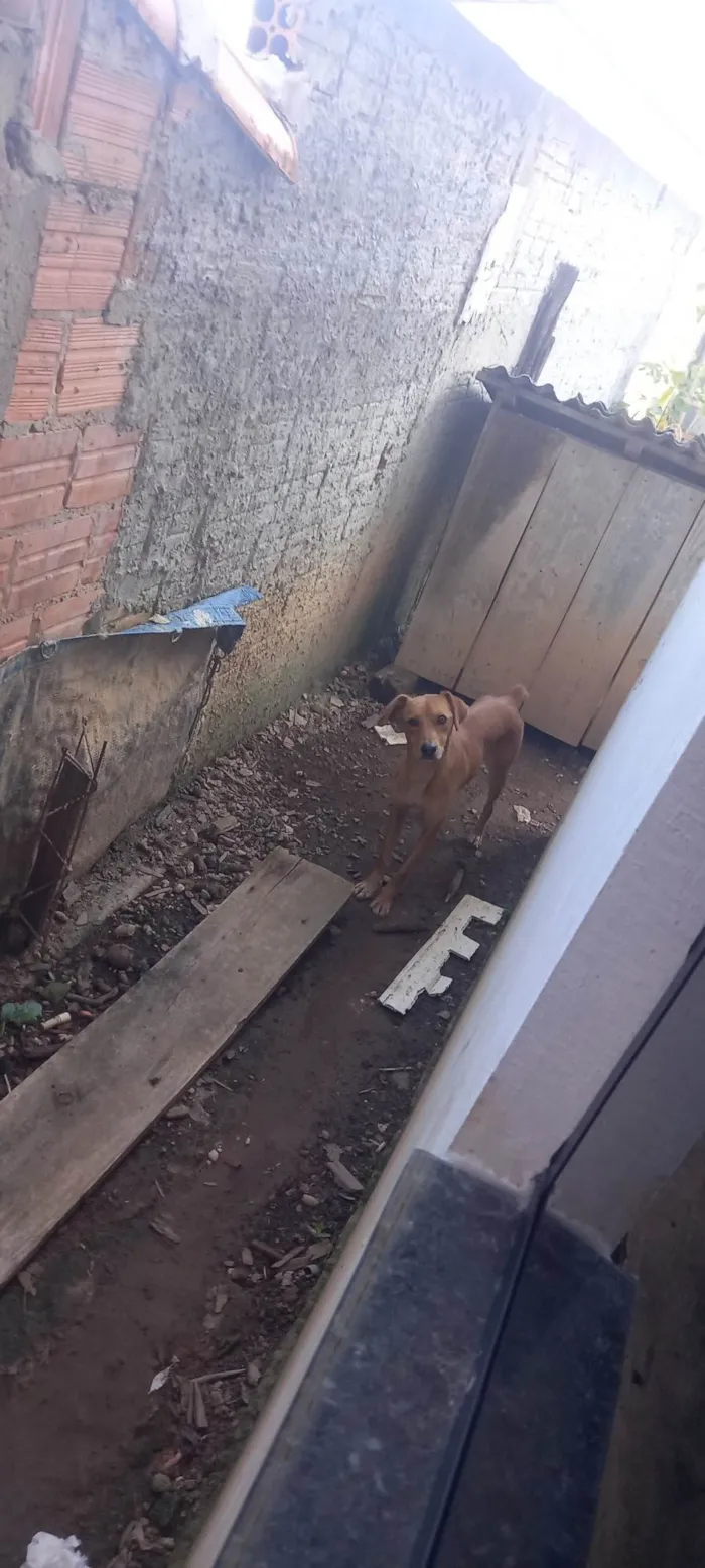 Cachorro ra a SRD-ViraLata idade 1 ano nome Rhana 
