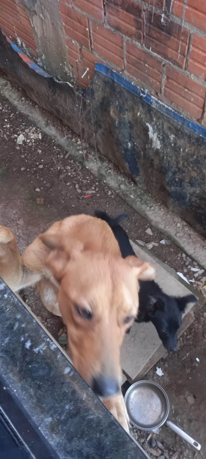Cachorro ra a SRD-ViraLata idade 1 ano nome Rhana 