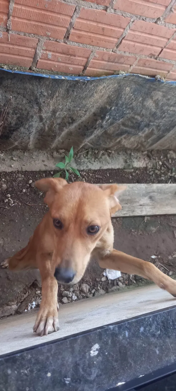 Cachorro ra a SRD-ViraLata idade 1 ano nome Rhana 