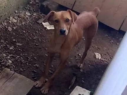 Cachorro ra a SRD-ViraLata idade 1 ano nome Rhana 
