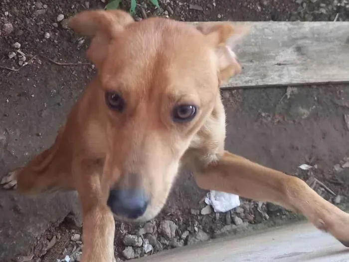 Cachorro ra a SRD-ViraLata idade 1 ano nome Rhana 