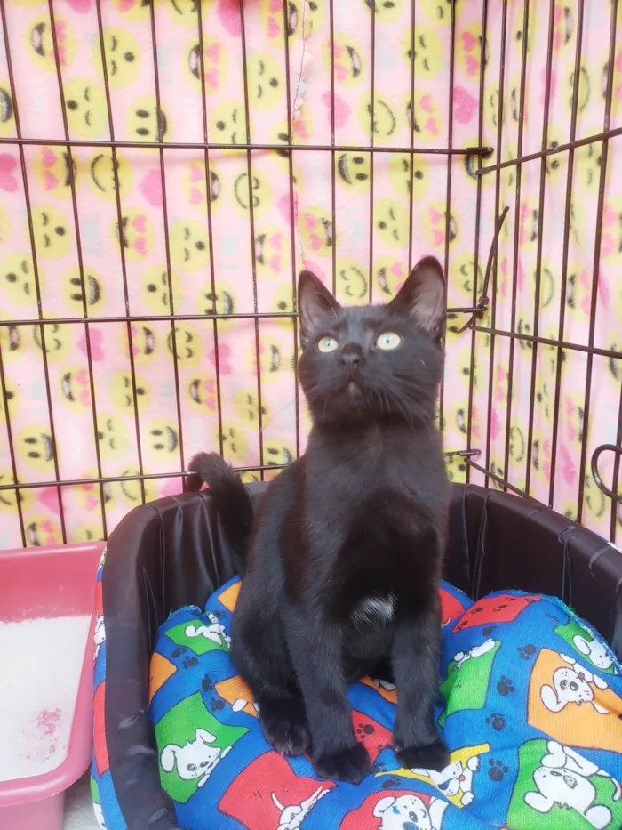 Gato raça SRD-ViraLata idade 2 a 6 meses nome Núbia