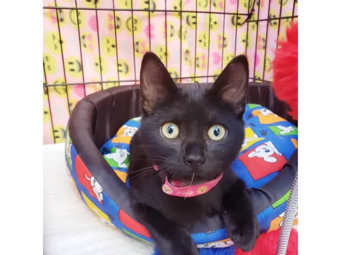 Gato raça SRD-ViraLata idade 2 a 6 meses nome Núbia