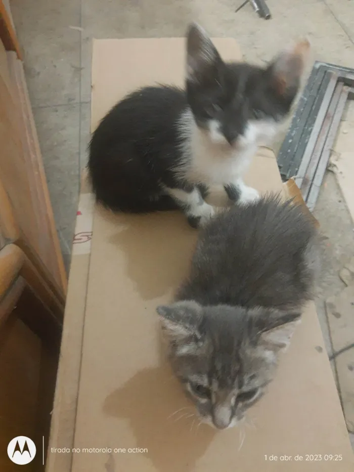 Gato raça Gato idade Abaixo de 2 meses nome Sem nome