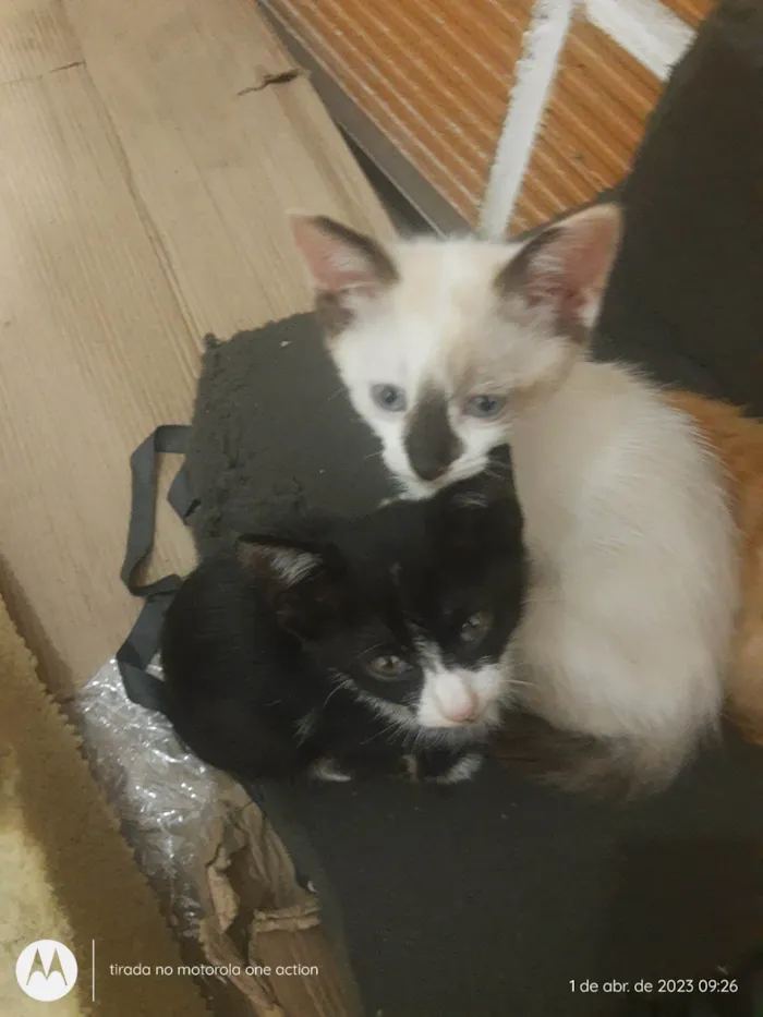 Gato raça Gato idade Abaixo de 2 meses nome Sem nome