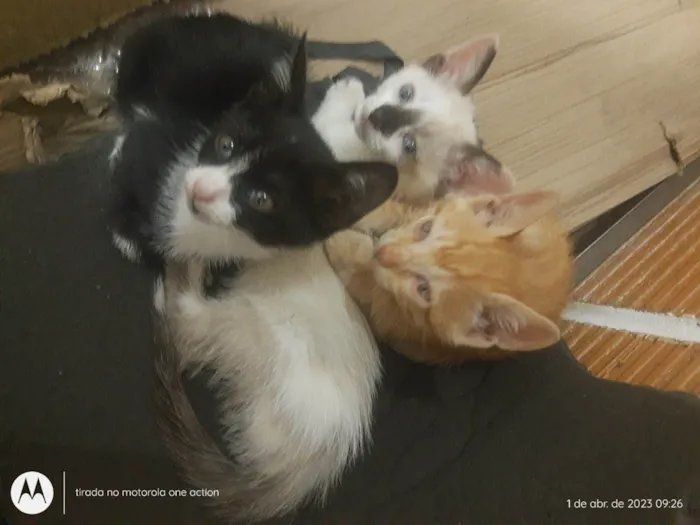Gato raça Gato idade Abaixo de 2 meses nome Sem nome