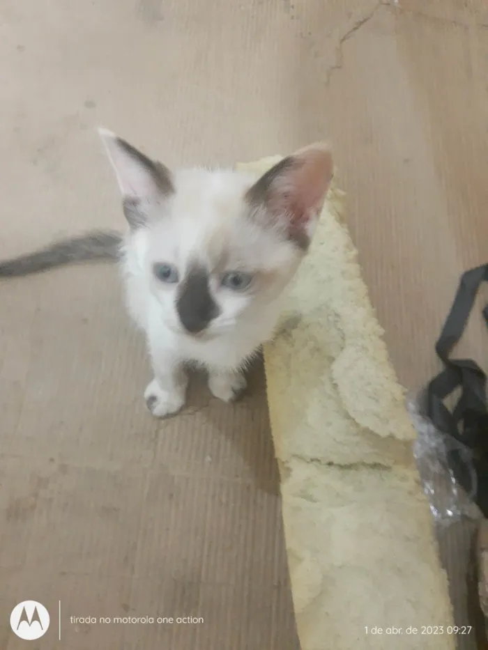 Gato raça Gato idade Abaixo de 2 meses nome Sem nome