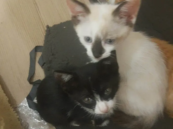 Gato raça Gato idade Abaixo de 2 meses nome Sem nome