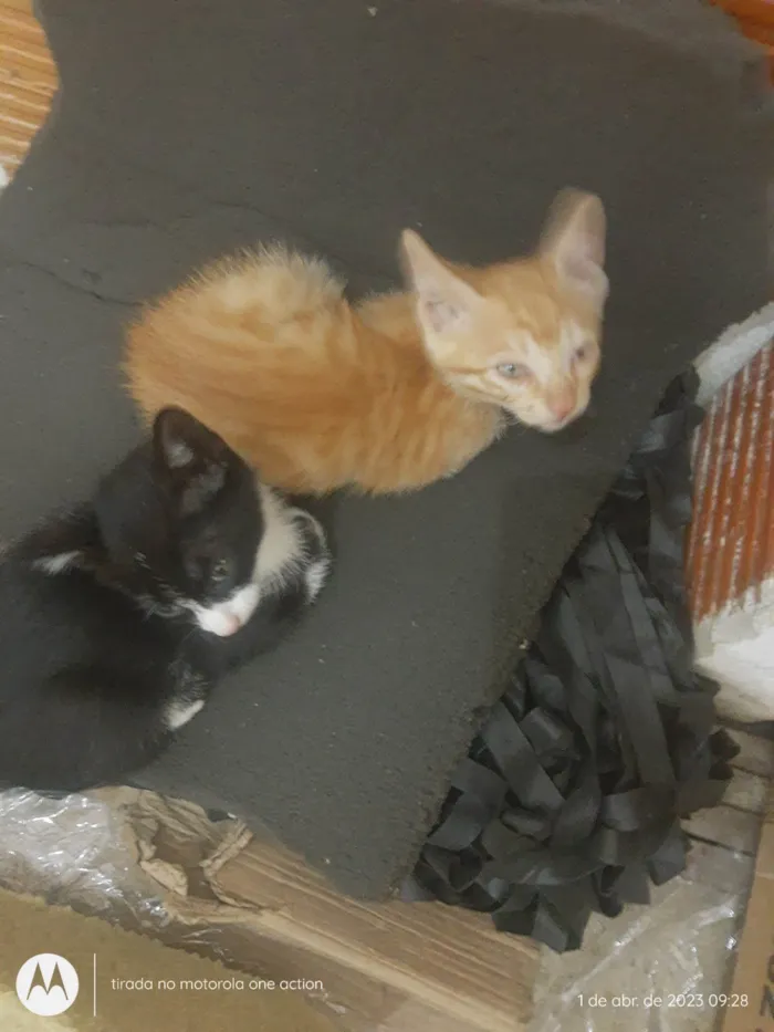 Gato raça Gato idade Abaixo de 2 meses nome Sem nome