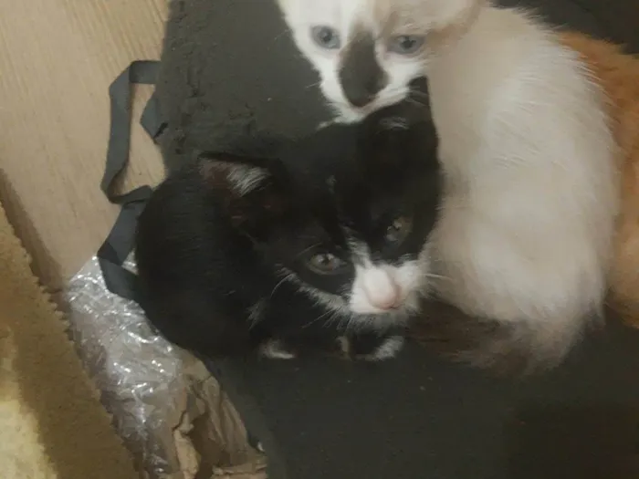 Gato raça Gato idade Abaixo de 2 meses nome Sem nome