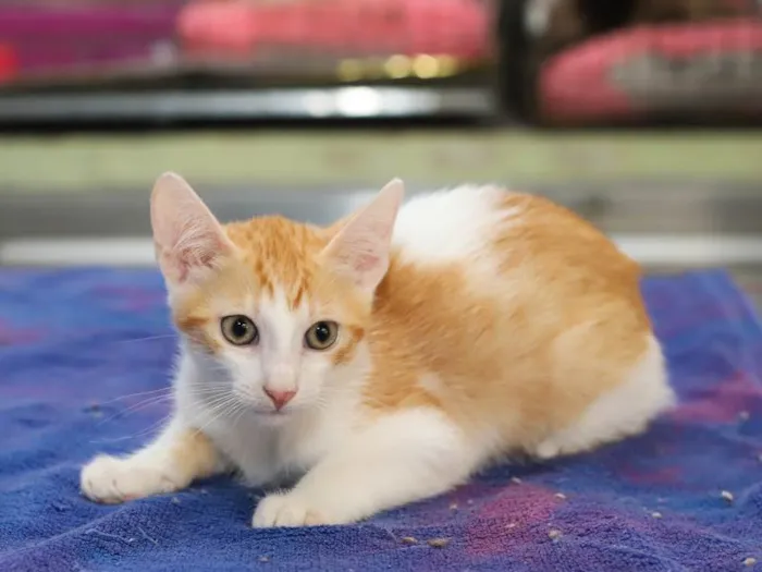 Gato raça SRD-ViraLata idade 2 a 6 meses nome Cupido