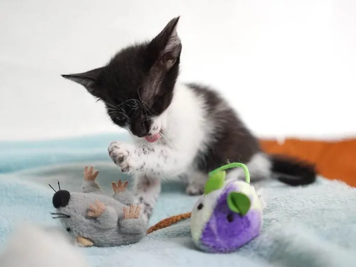 Gato raça SRD-ViraLata idade 2 a 6 meses nome Prancer