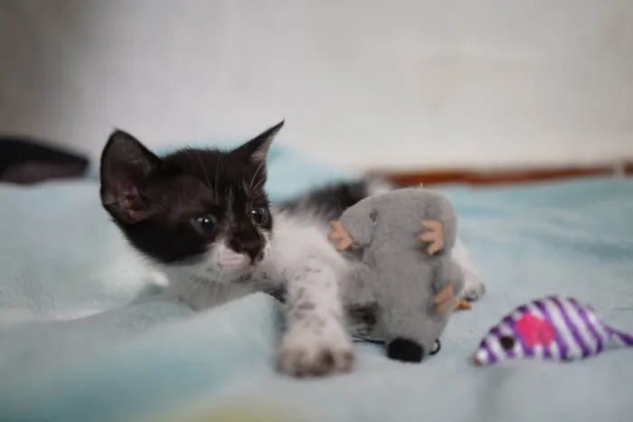 Gato raça SRD-ViraLata idade 2 a 6 meses nome Prancer