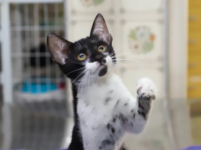 Gato raça SRD-ViraLata idade 2 a 6 meses nome Prancer