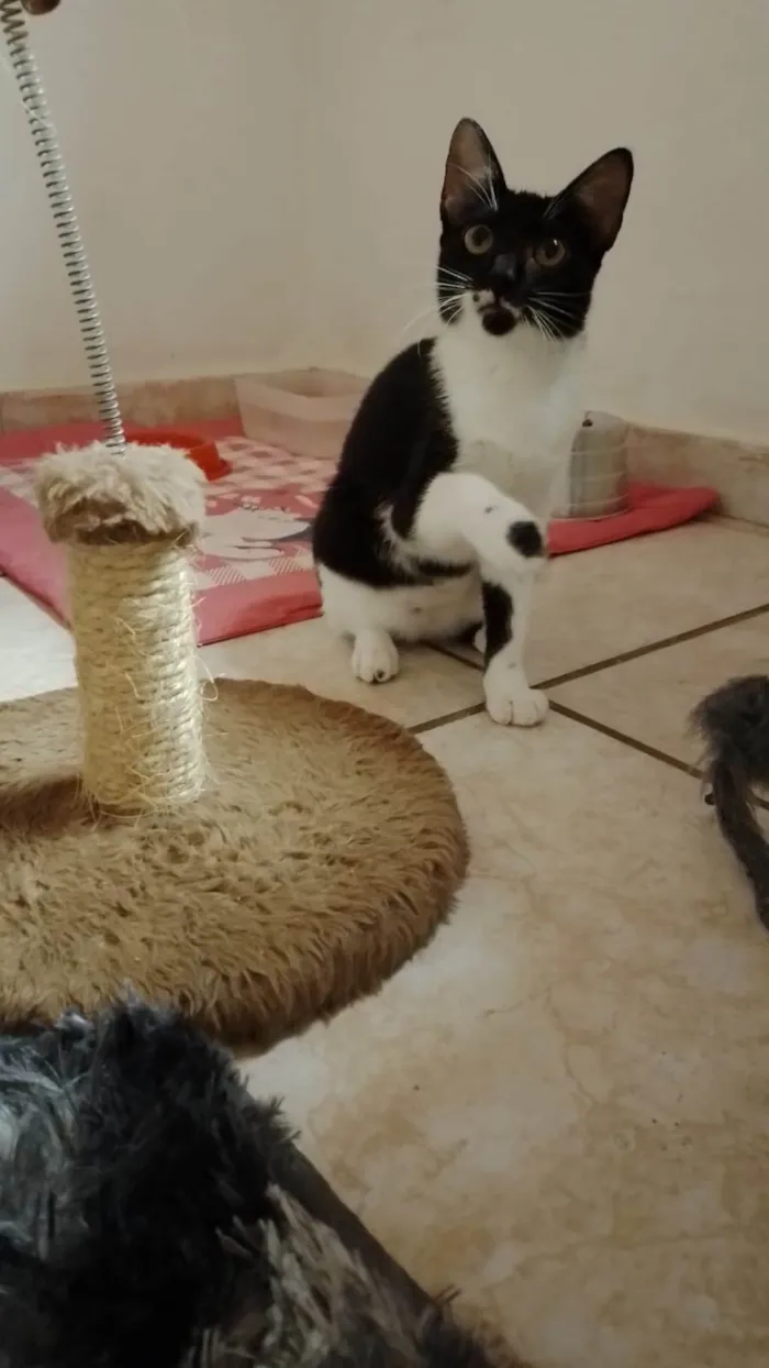 Gato raça SRD-ViraLata idade 2 a 6 meses nome Mariana