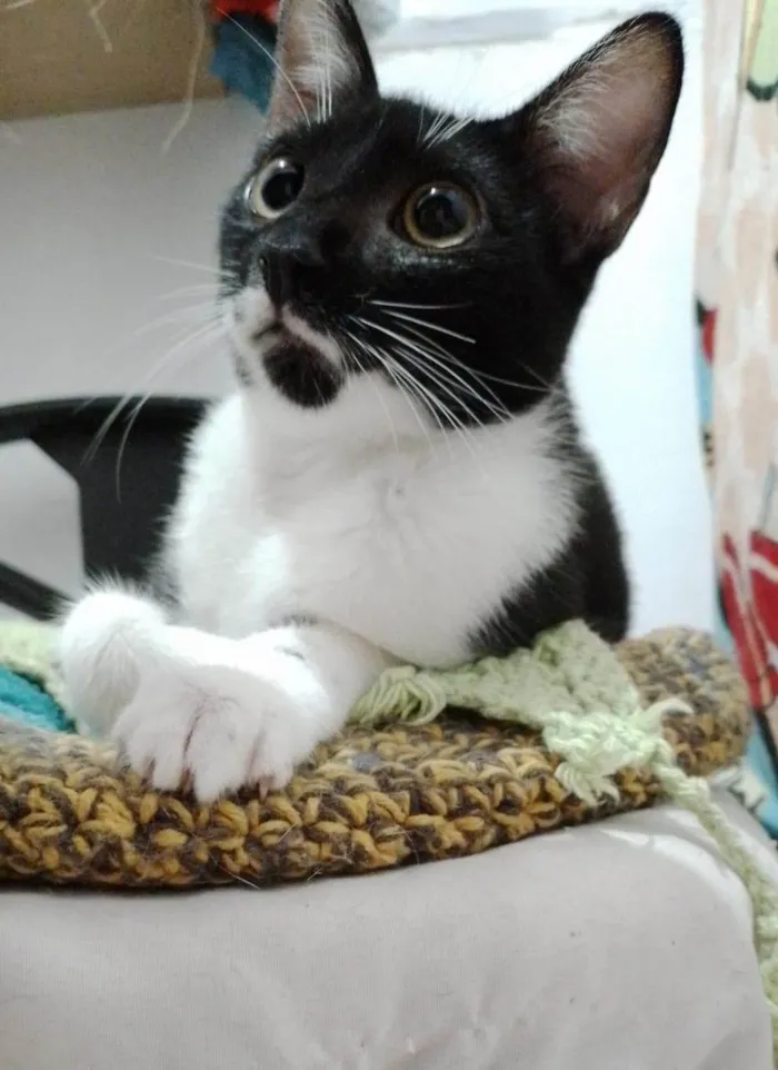 Gato raça SRD-ViraLata idade 2 a 6 meses nome Mariana