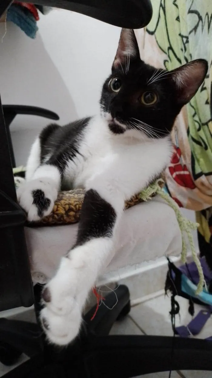 Gato raça SRD-ViraLata idade 2 a 6 meses nome Mariana