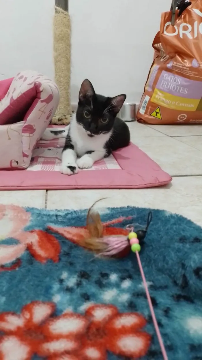 Gato raça SRD-ViraLata idade 2 a 6 meses nome Mariana