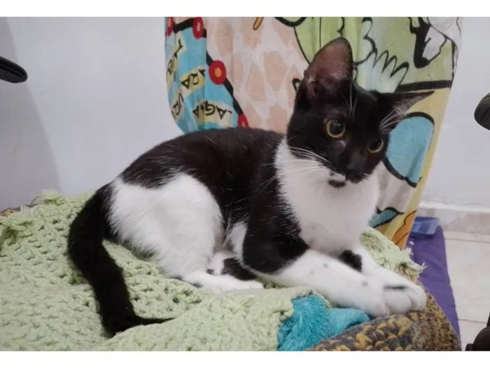 Gato raça SRD-ViraLata idade 2 a 6 meses nome Mariana