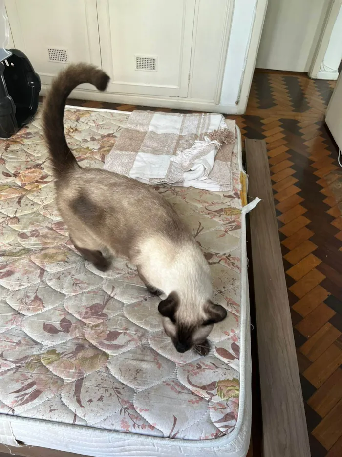 Gato ra a Siames idade 1 ano nome Kobe