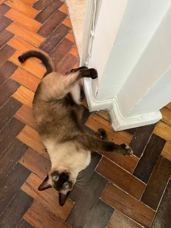 Gato ra a Siames idade 1 ano nome Kobe