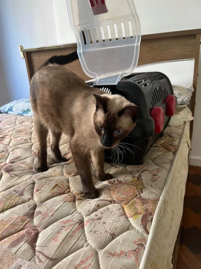 Gato ra a Siames idade 1 ano nome Kobe