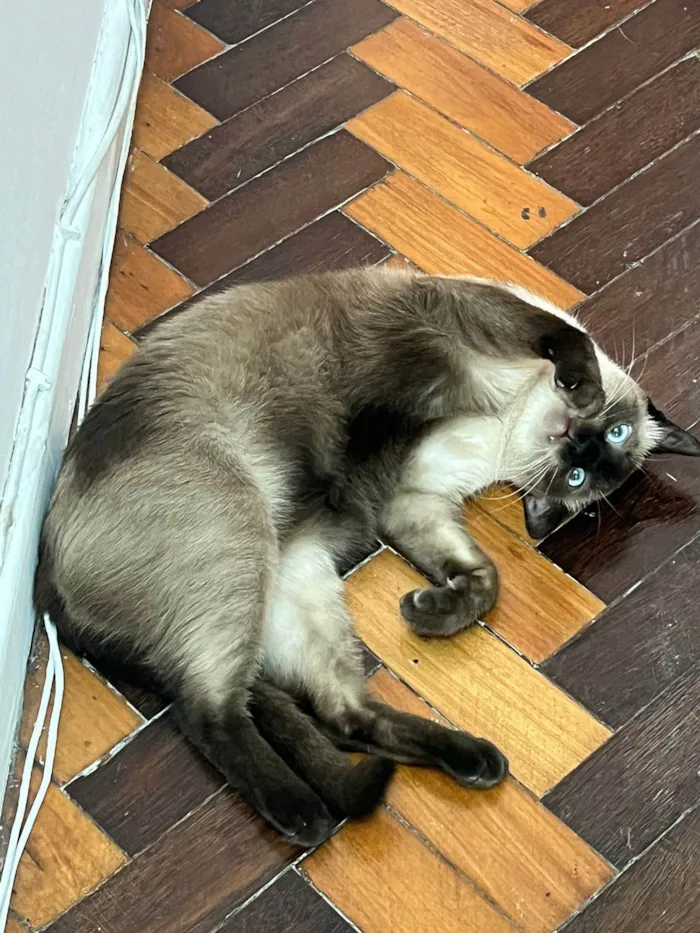 Gato ra a Siames idade 1 ano nome Kobe