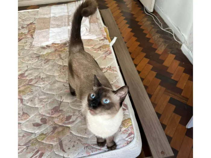 Gato ra a Siames idade 1 ano nome Kobe