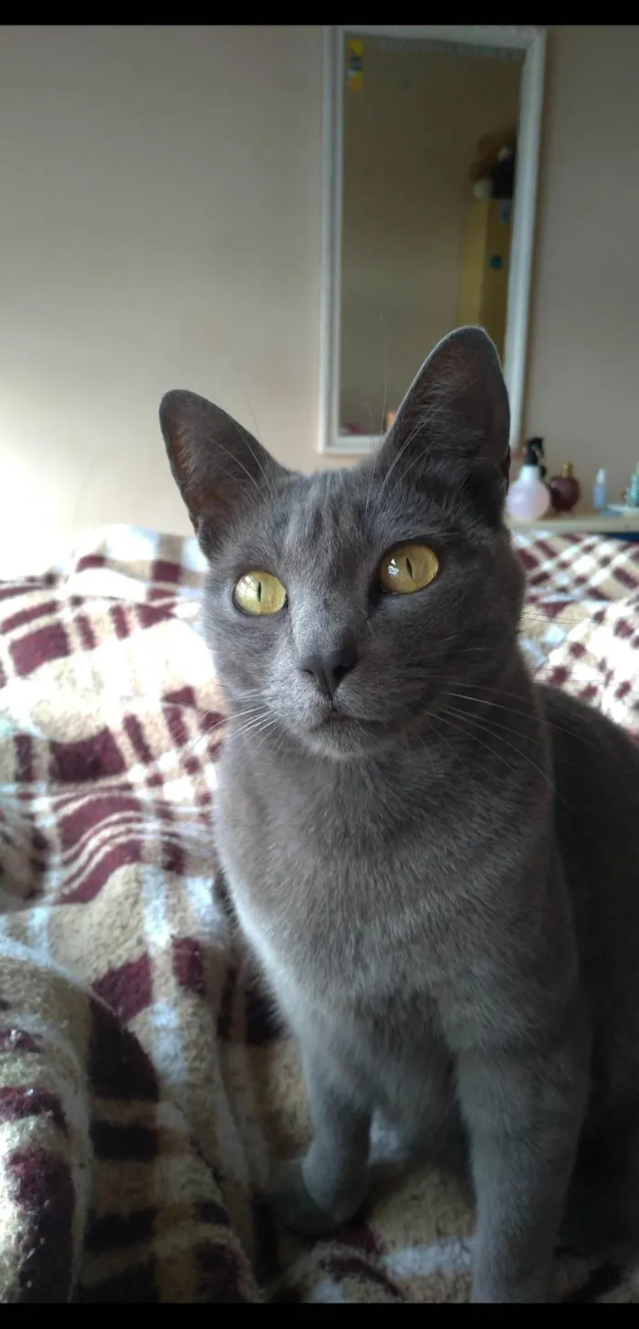 Gato ra a SRD-ViraLata idade 3 anos nome Luna