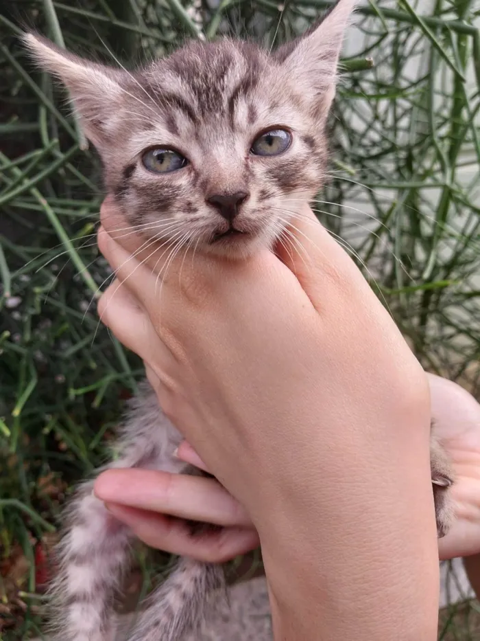 Gato ra a SRD-ViraLata idade  nome Sem nomes