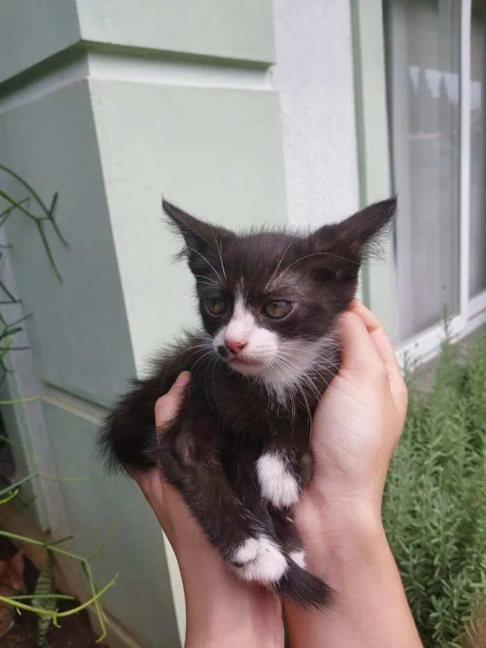 Gato ra a SRD-ViraLata idade  nome Sem nomes