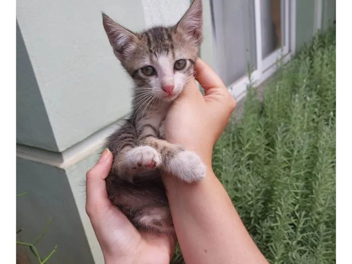 Gato ra a SRD-ViraLata idade  nome Sem nomes