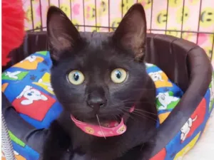 Gato raça SRD-ViraLata idade 2 a 6 meses nome Núbia