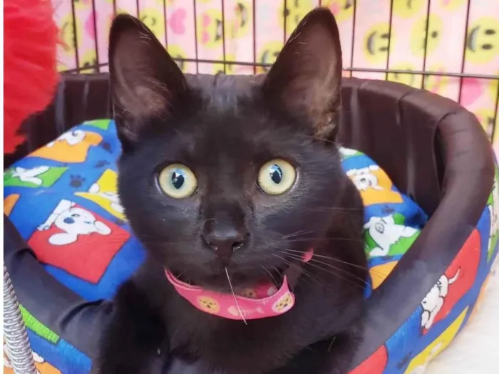 Gato raça SRD-ViraLata idade 2 a 6 meses nome Núbia