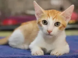 Gato raça SRD-ViraLata idade 2 a 6 meses nome Cupido