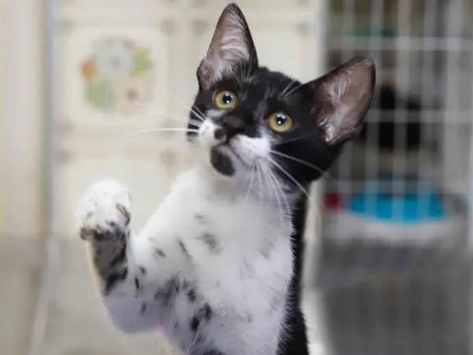 Gato raça SRD-ViraLata idade 2 a 6 meses nome Prancer