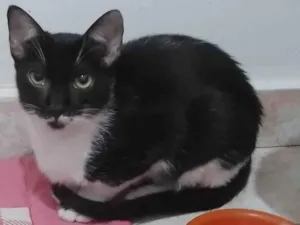 Gato raça SRD-ViraLata idade 2 a 6 meses nome Mariana