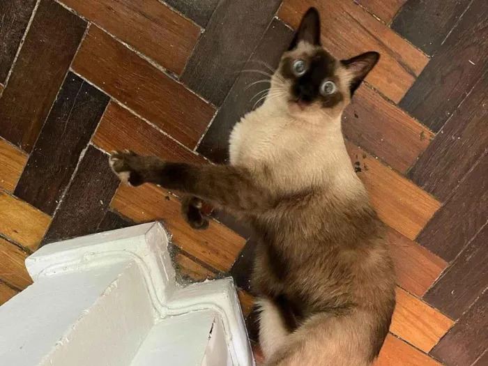 Gato ra a Siames idade 1 ano nome Kobe