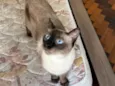 Kobe