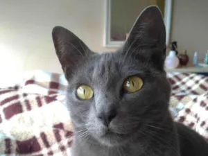 Gato raça SRD-ViraLata idade 3 anos nome Luna