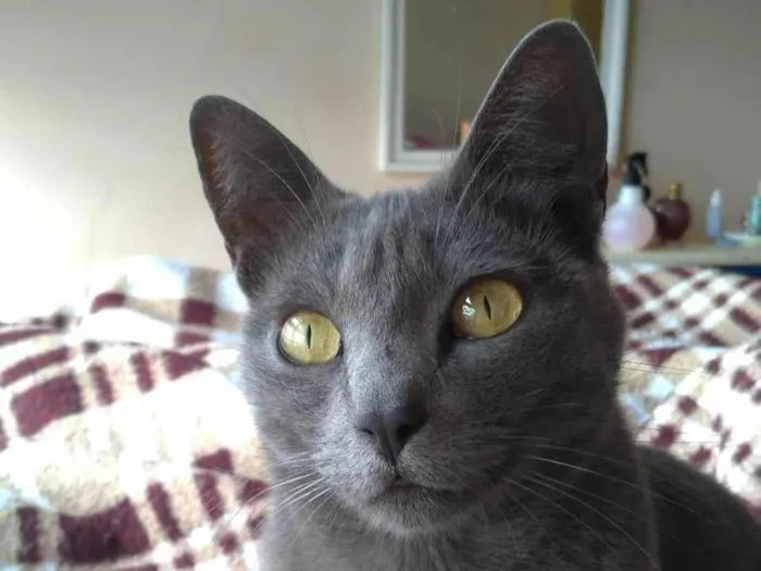 Gato ra a SRD-ViraLata idade 3 anos nome Luna
