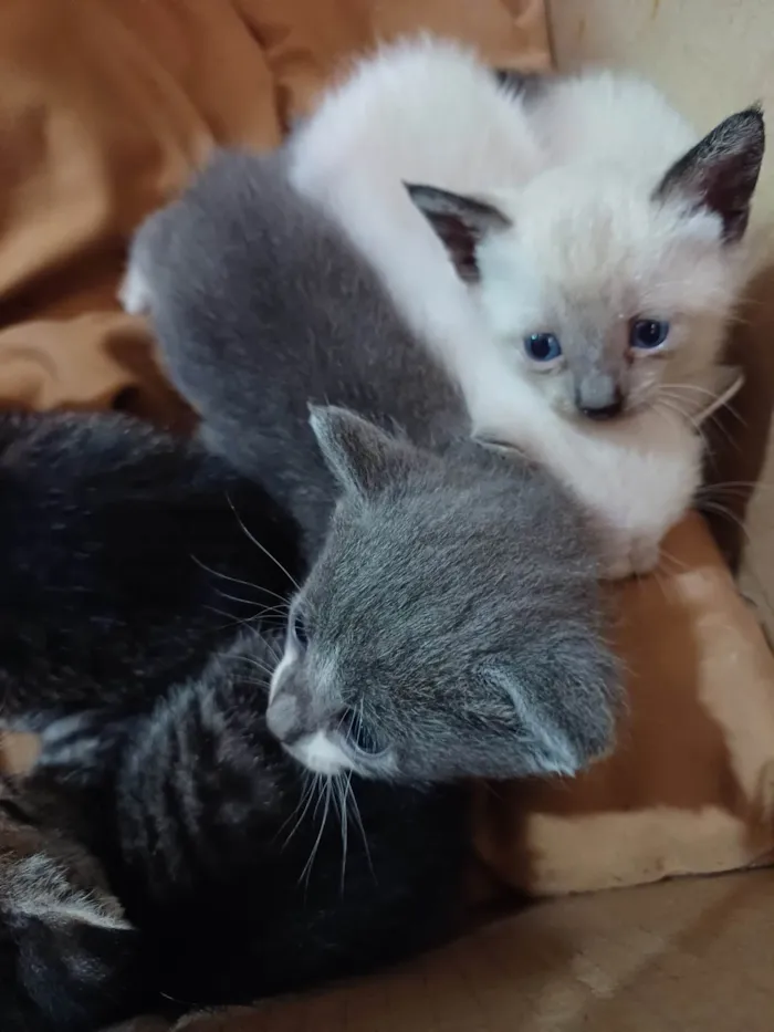 Gato raça SRD idade Abaixo de 2 meses nome Gatinhos 