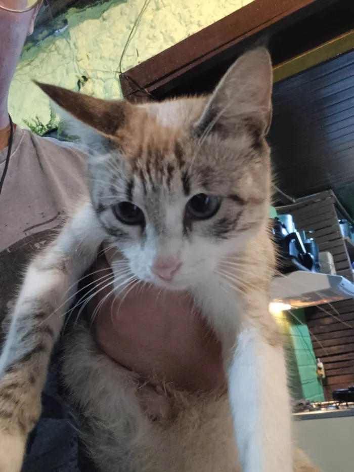 Gato raça SRD idade Abaixo de 2 meses nome Gatinhos 