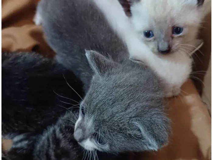 Gato raça SRD idade Abaixo de 2 meses nome Gatinhos 