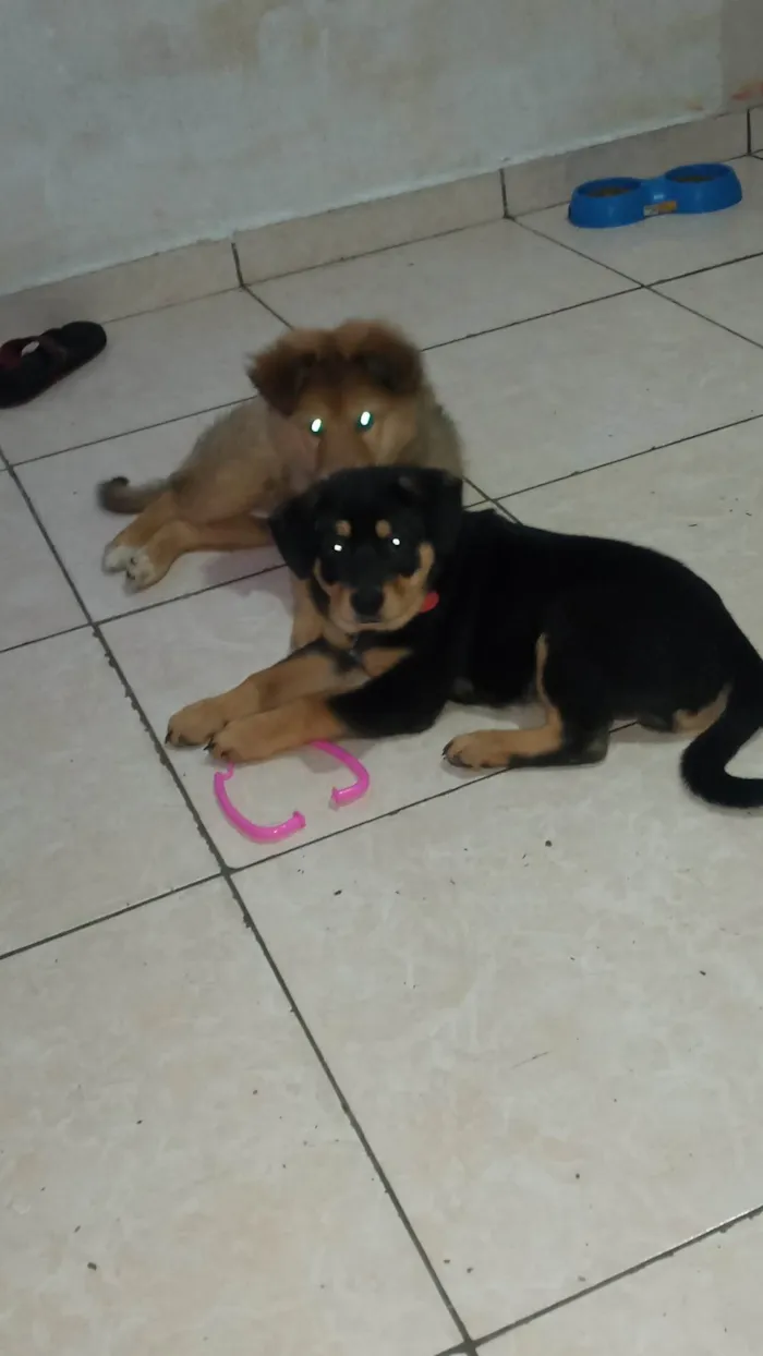 Cachorro ra a Chow Chow com Poodle idade Abaixo de 2 meses nome Pretinho Aquiles do amarelinho pitoco